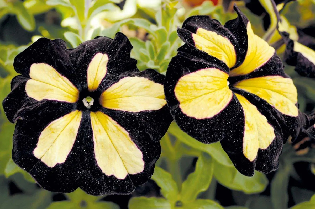 Black Yellow Petunia Seeds for Planting