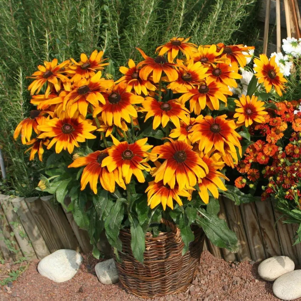 Orange Cappuccino Rudbeckia Flower seeds for Planting - Seasonal Bloomer, Heirloom & GMO Free Seeds for Home Garden