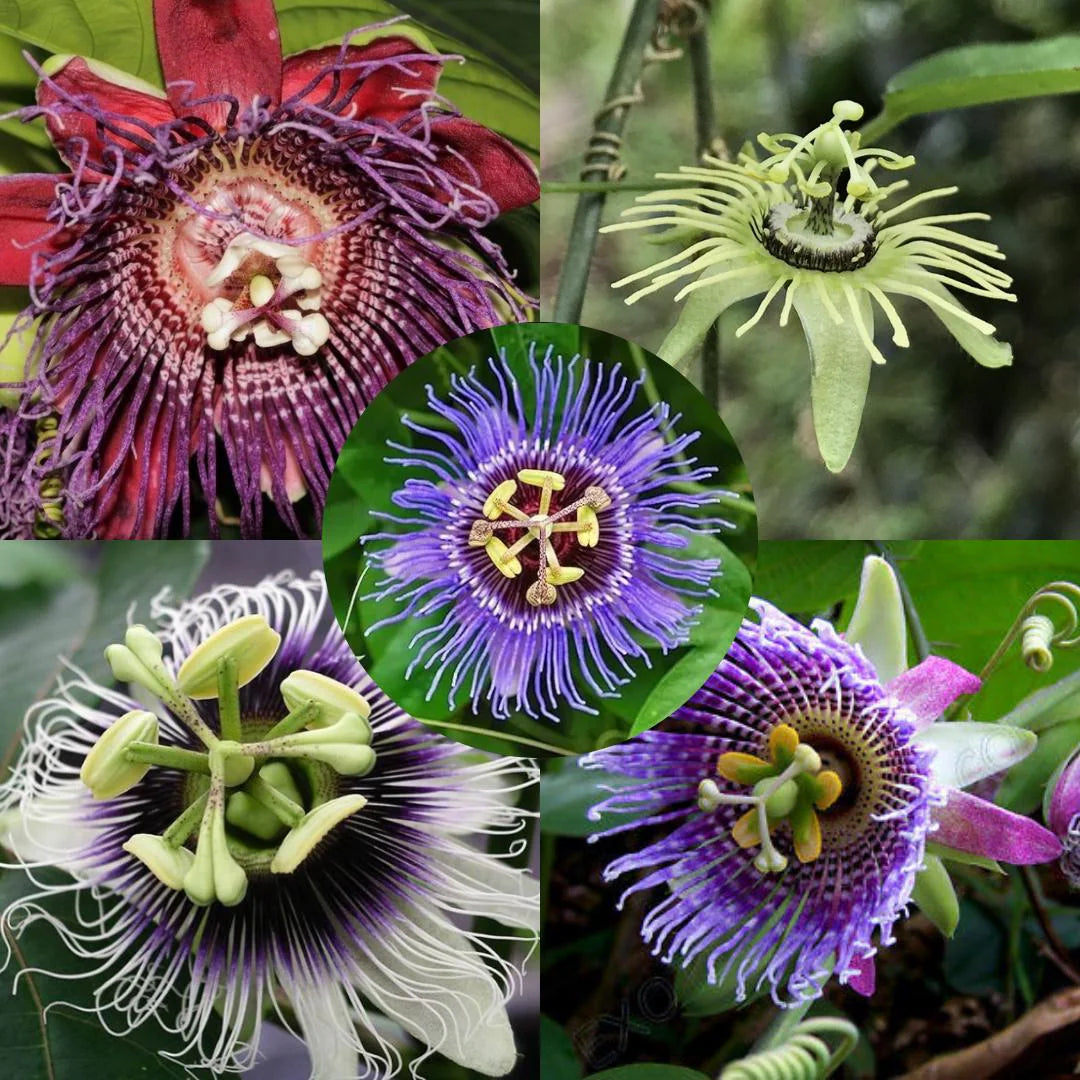 Mixed Passion Flower Seeds for Planting Perfect for Borders Heirloom & GMO Free Seeds for Home Garden
 
 Sale