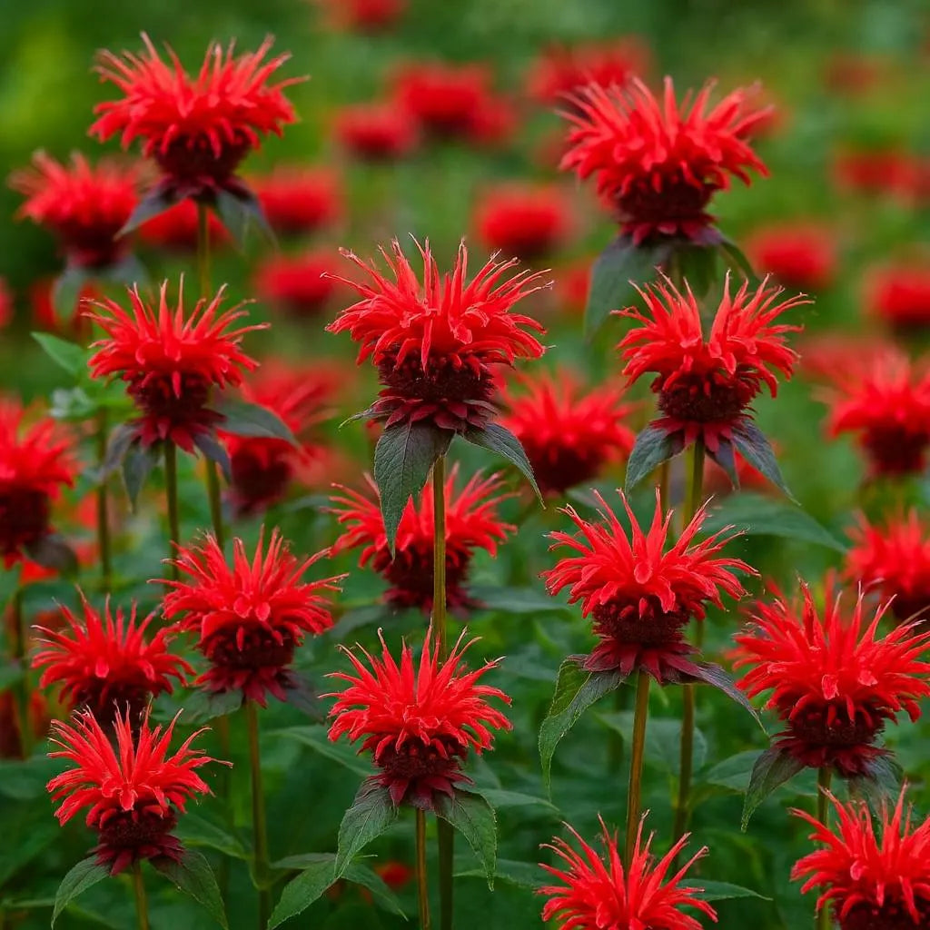 Pink Wild Bergamot Monarda Fistulosa Mintleaf Bee Balm Flower seeds for Planting - Hardy Variety, Heirloom & GMO Free Se