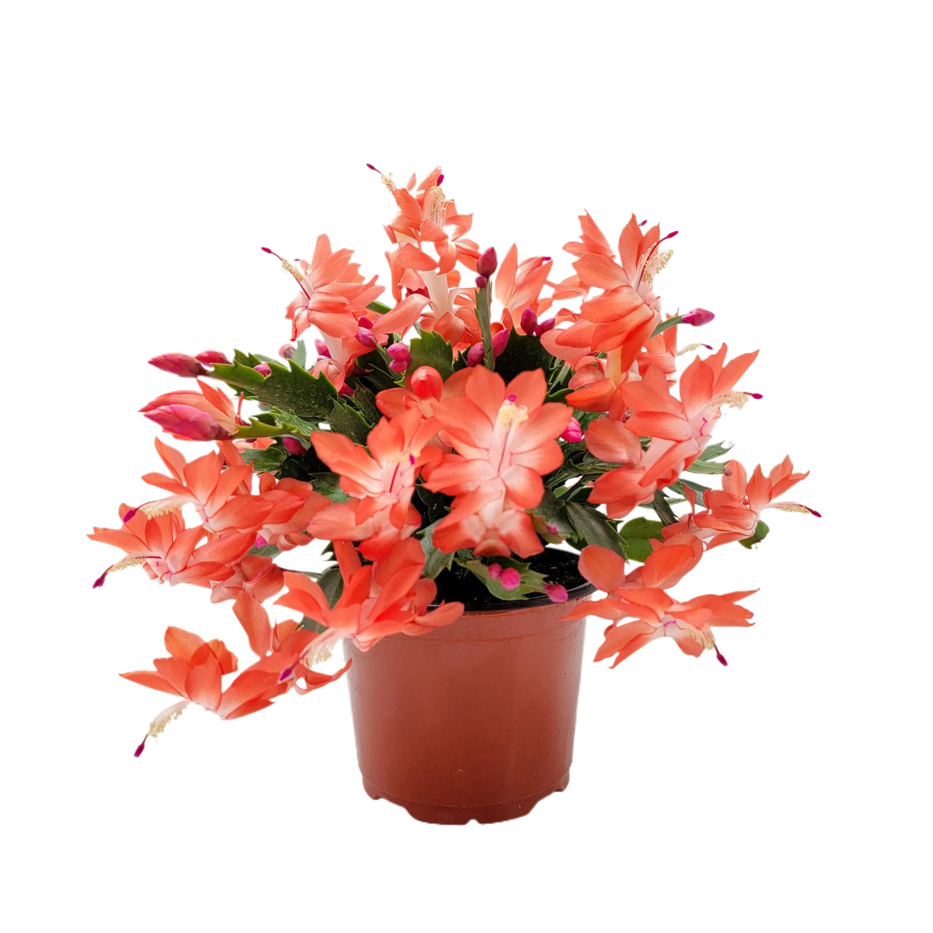 Orange Schlumbergera Flower Planting Seeds - Brighten Your Garden with Stunning Blooms