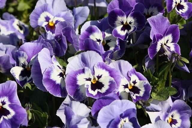 Joker Light Blue Pansy Seeds for Elegant Blue Flowers