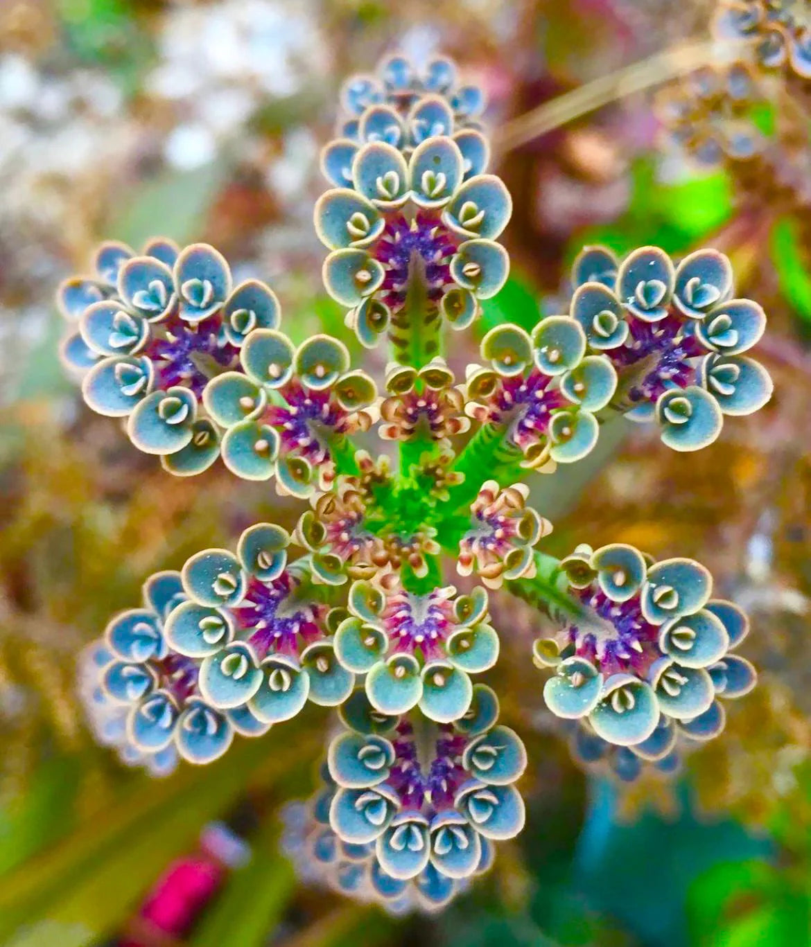 Kalanchoe Flower seeds for Planting - Cottage Garden Essential, Heirloom & GMO Free Seeds for Home Garden