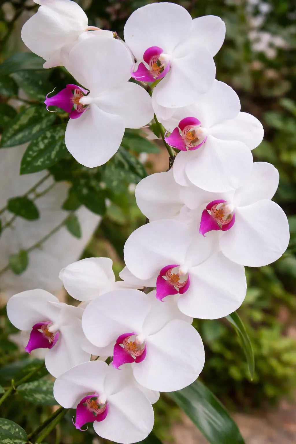 White Pink Phalaenopsis Orchid Seeds for Planting Colorful Display Heirloom & GMO Free Seeds for Home Garden
 
 Sale