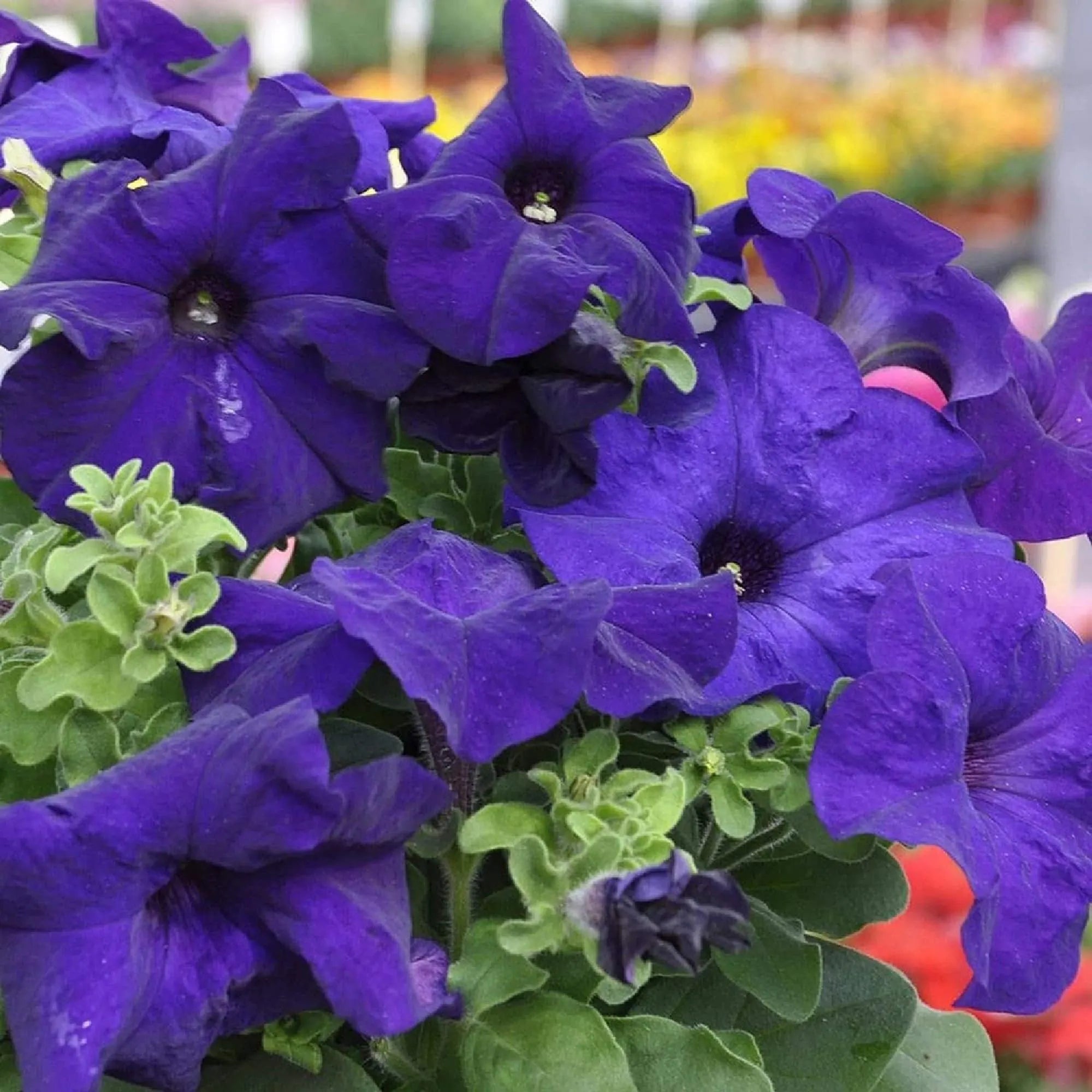 Blue Climbing Vine Seeds - Mandevilla Sanderi for Planting