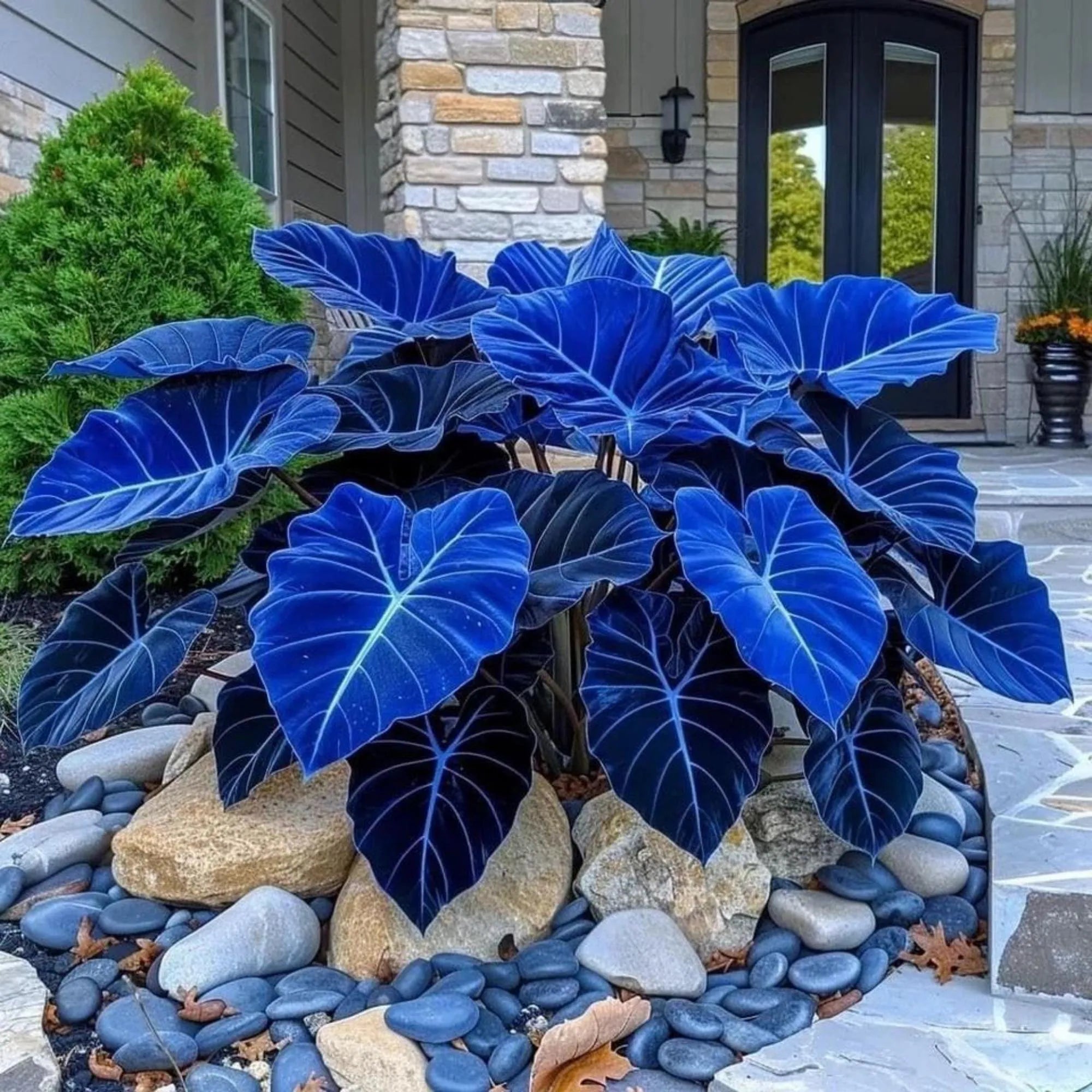 Mix Blue Caladium Flower seeds for Planting - Cottage Garden Essential, Heirloom & GMO Free Seeds for Home Garden