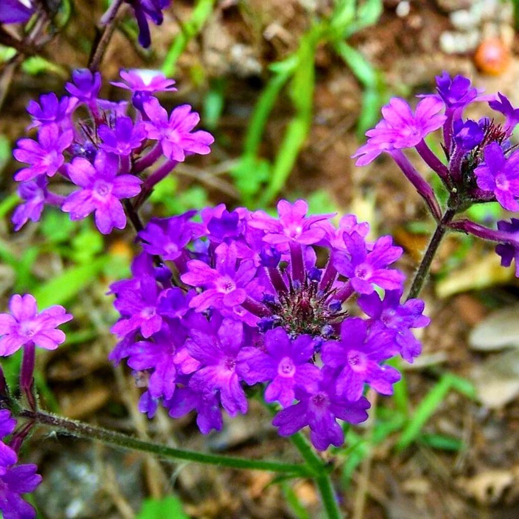 Hastata Flower seeds for Planting - Shade Tolerant, Heirloom & GMO Free Seeds for Home Garden