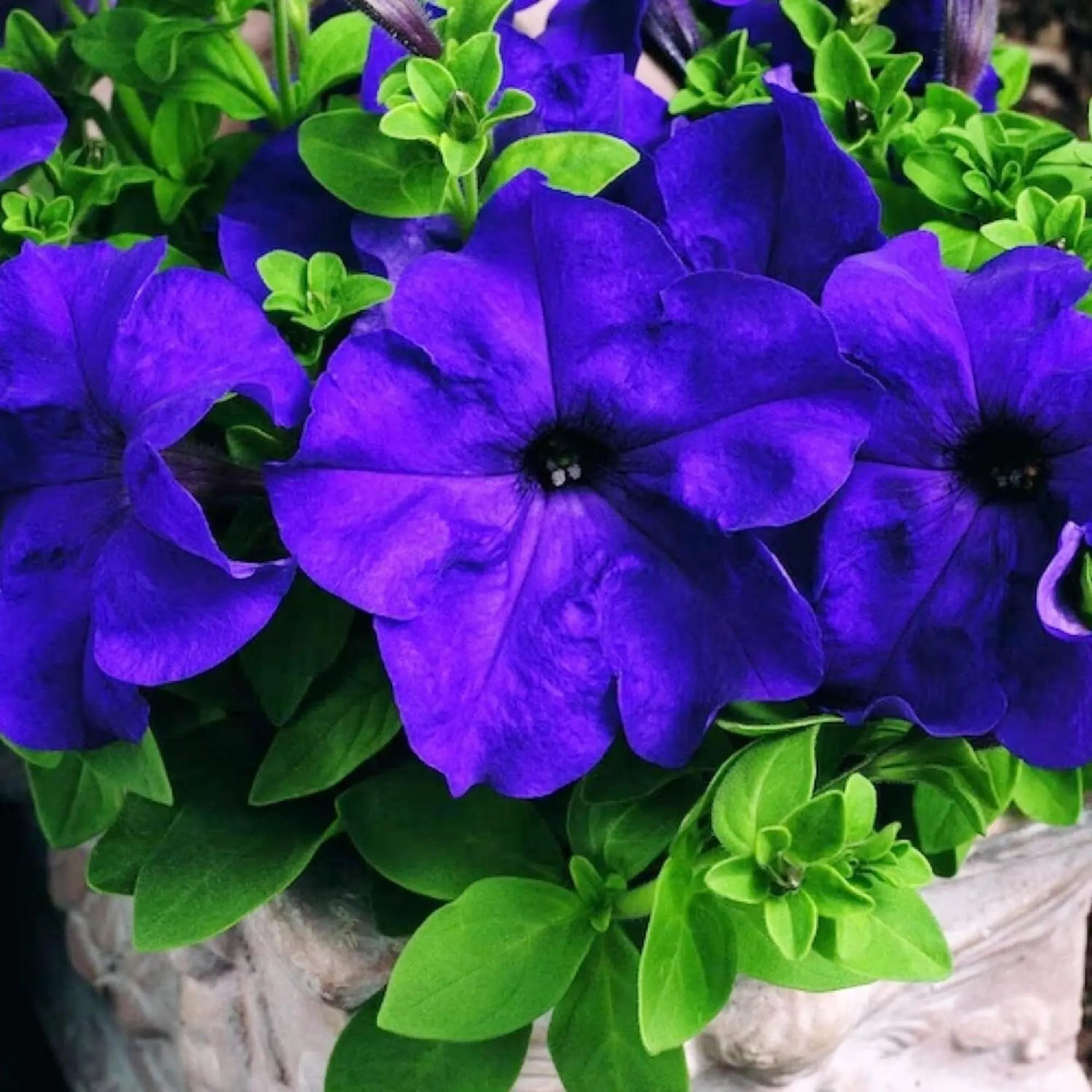 Blue Climbing Vine Seeds - Mandevilla Sanderi for Planting