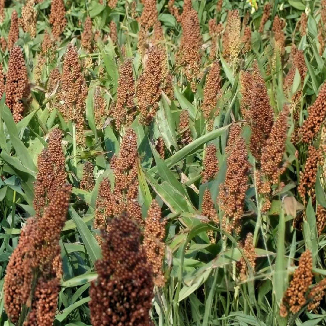 Broom Sorghum Planting Seeds | Ideal for Growing & Harvesting