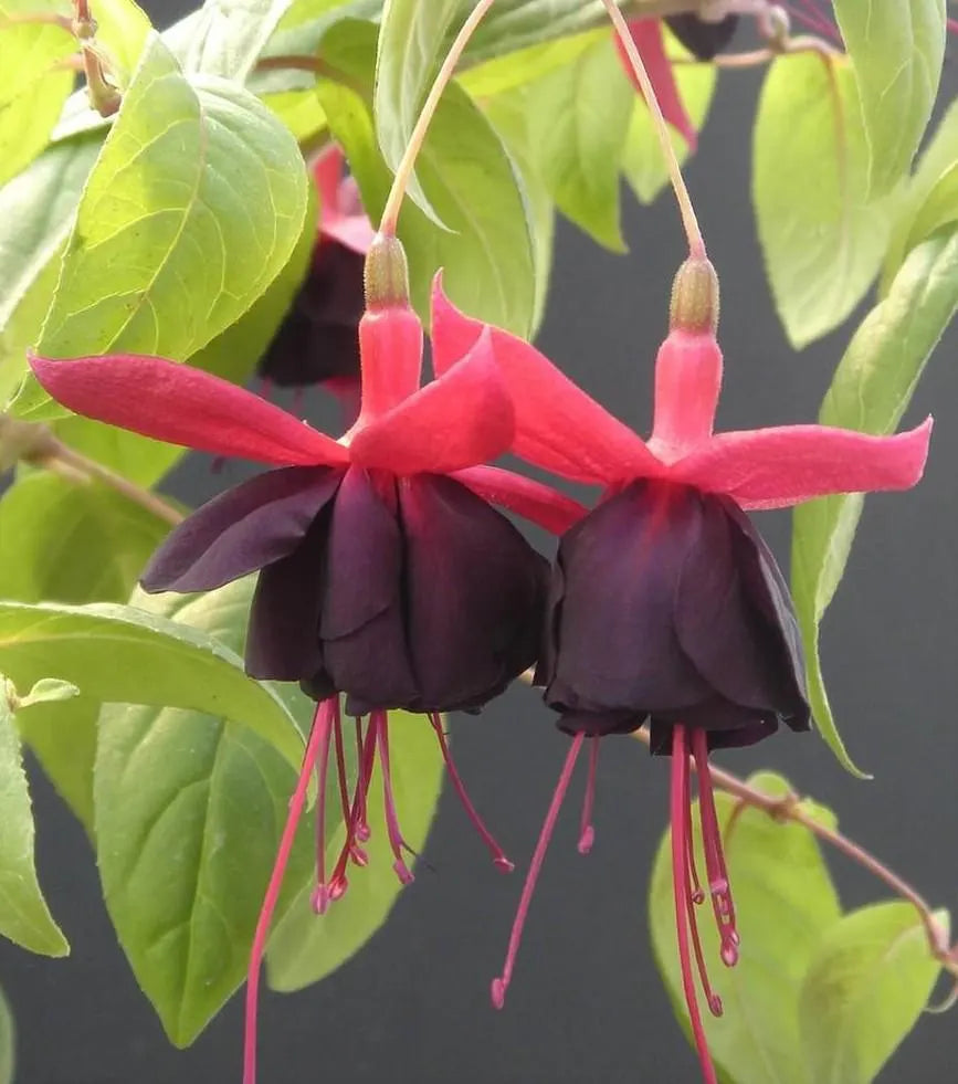 Black Pink Fuchsia Flower seeds for Planting - Garden Favorite, Heirloom & GMO Free Seeds for Home Garden