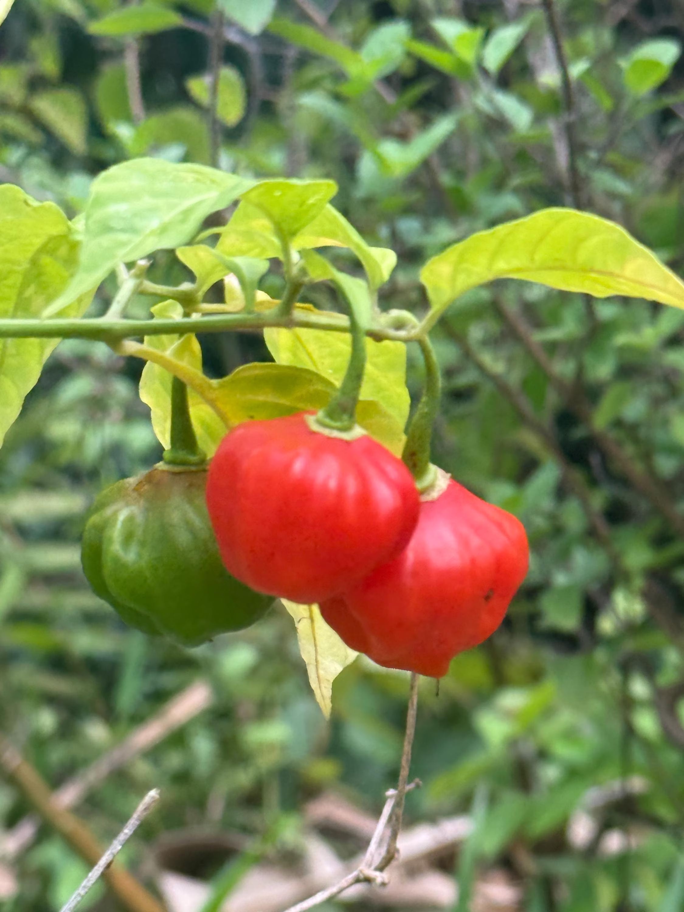 Ajicito Aji Dulce, Aji Gustoso, Cachucha Puerto Rican Sweet Pepper