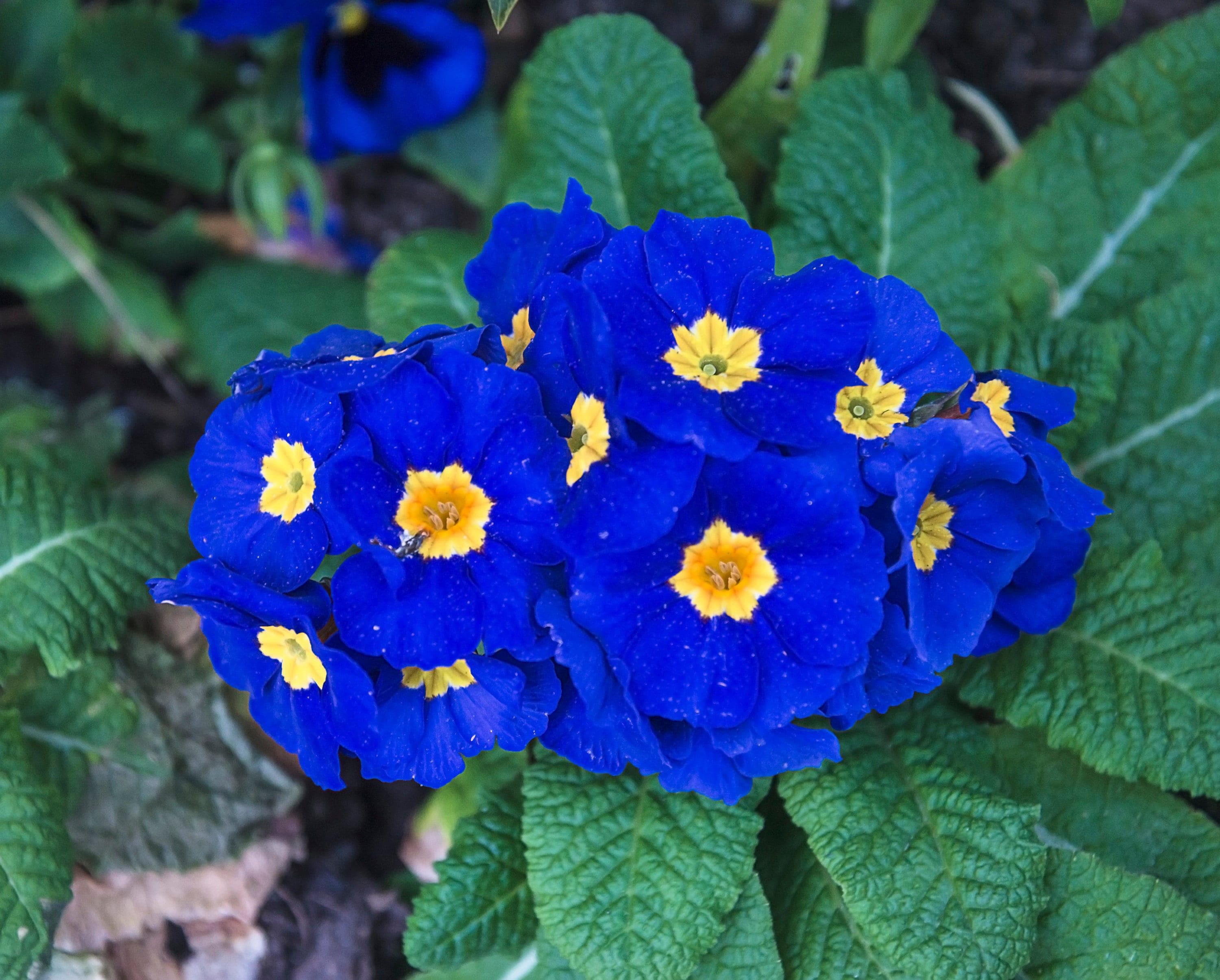 Blue Primrose Flower Seeds for Easy Planting