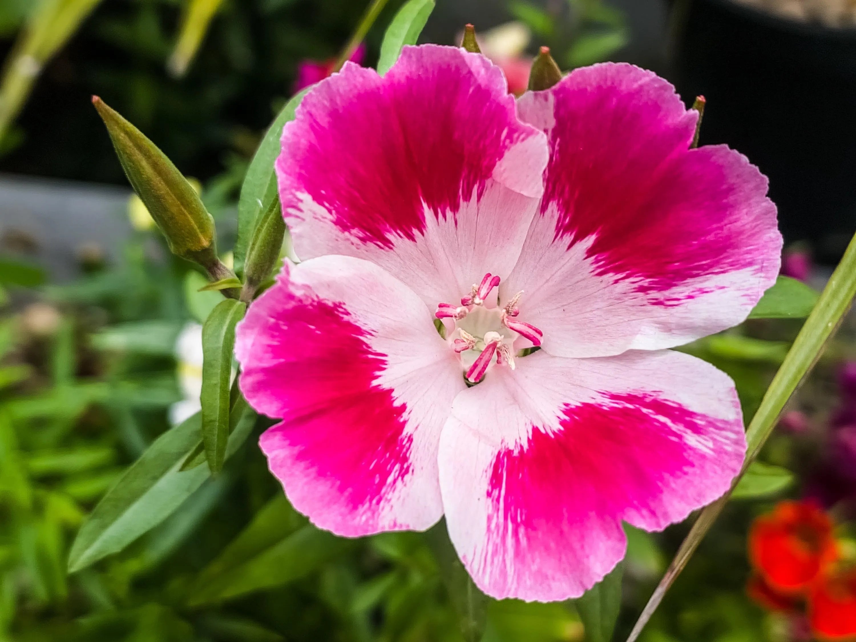 Pink Godetia Flower seeds for Planting - Pollinator Friendly, Heirloom & GMO Free Seeds for Home Garden