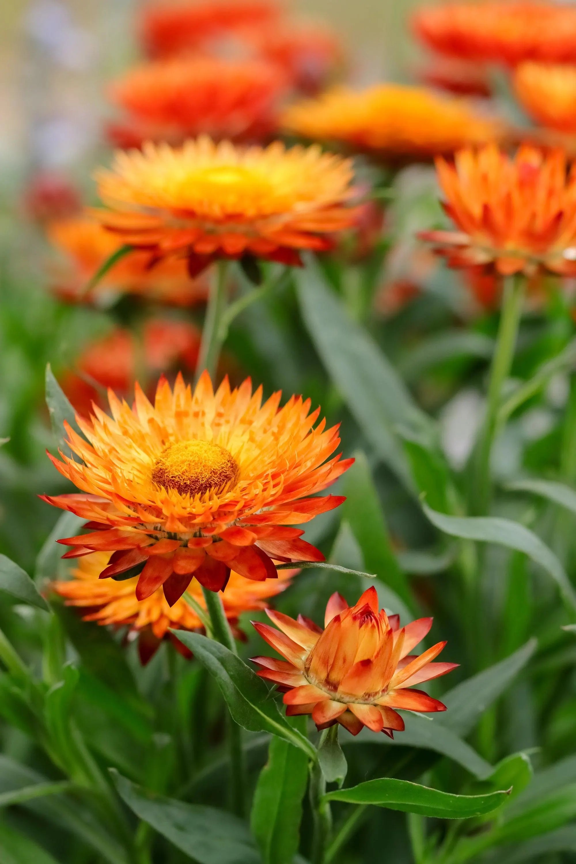Yellow Orange Straw Flower seeds for Planting - Cottage Garden Essential, Heirloom & GMO Free Seeds for Home Garden