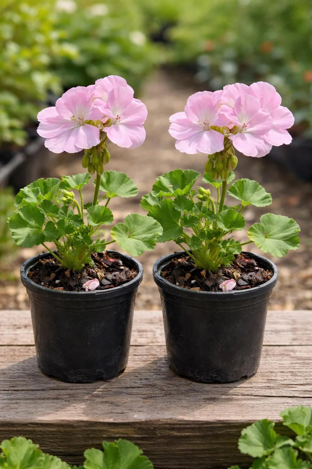 Light Pink Univalve Geranium Flower seeds for Planting - Vibrant Colors, Heirloom & GMO Free Seeds for Home Garden