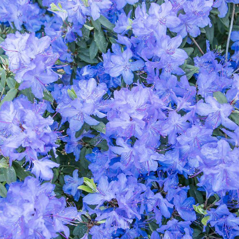 Blue White Azalea Flower Seeds for Planting Cut Flower Favorite Heirloom & GMO Free Seeds for Home Garden
 
 Sale