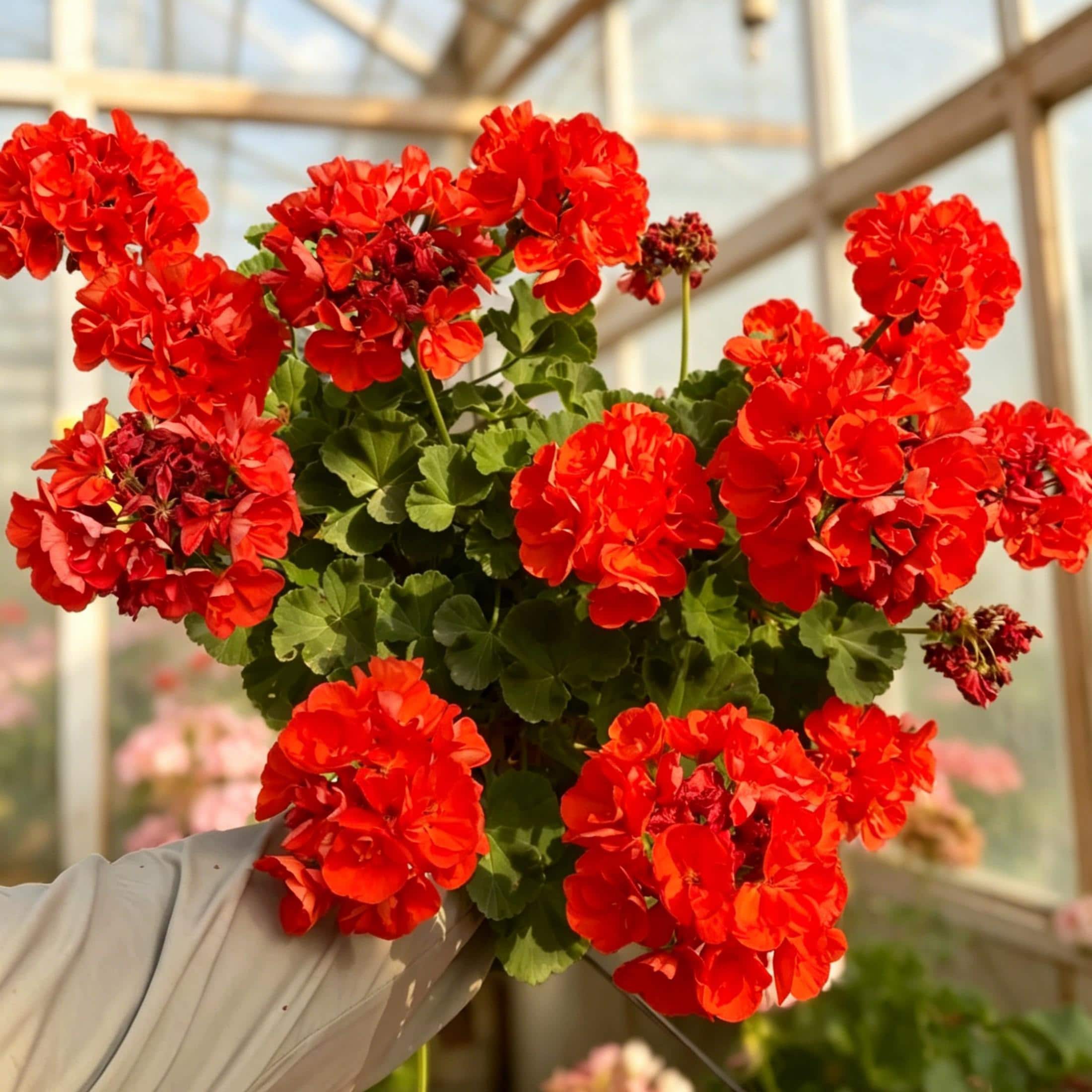 Red Geranium Breakaway Flower Seeds for Vibrant Planting