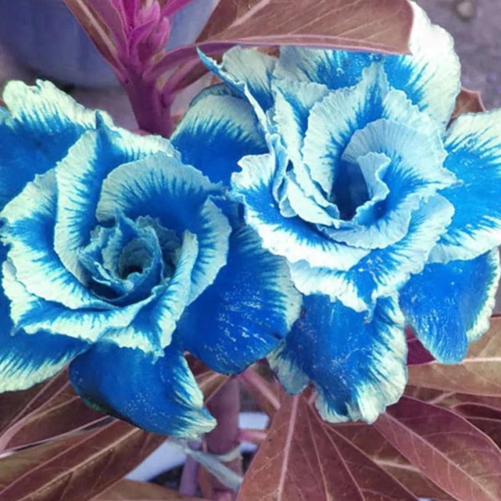 Sky Blue Adenium Obesum Seeds Flower seeds for Planting Low Maintenance Heirloom & GMO Free Seeds for Home Garden