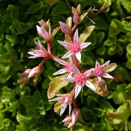 Pink Sedum Stolon Flower seeds for Planting - Garden Favorite, Heirloom & GMO Free Seeds for Home Garden