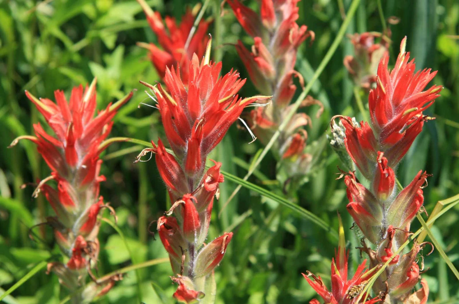 Orange Castilleja Flower seeds for Planting - Fragrant Blossoms, Heirloom & GMO Free Seeds for Home Garden