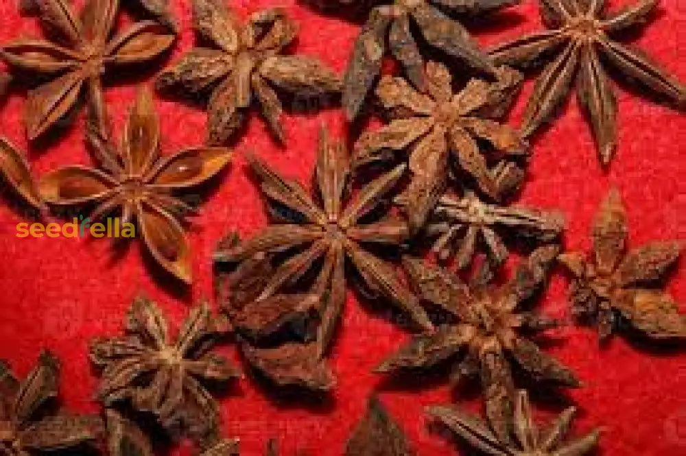 Illicium Verum Seeds Collection For Planting Plant Seeds