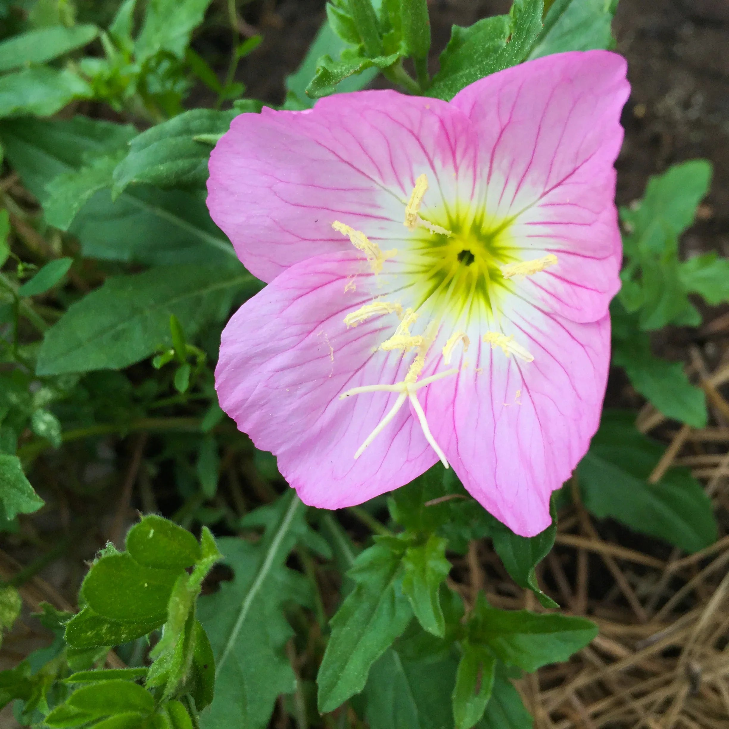 Pink Primrose Flower Seeds - Ideal for Bright Garden Planting