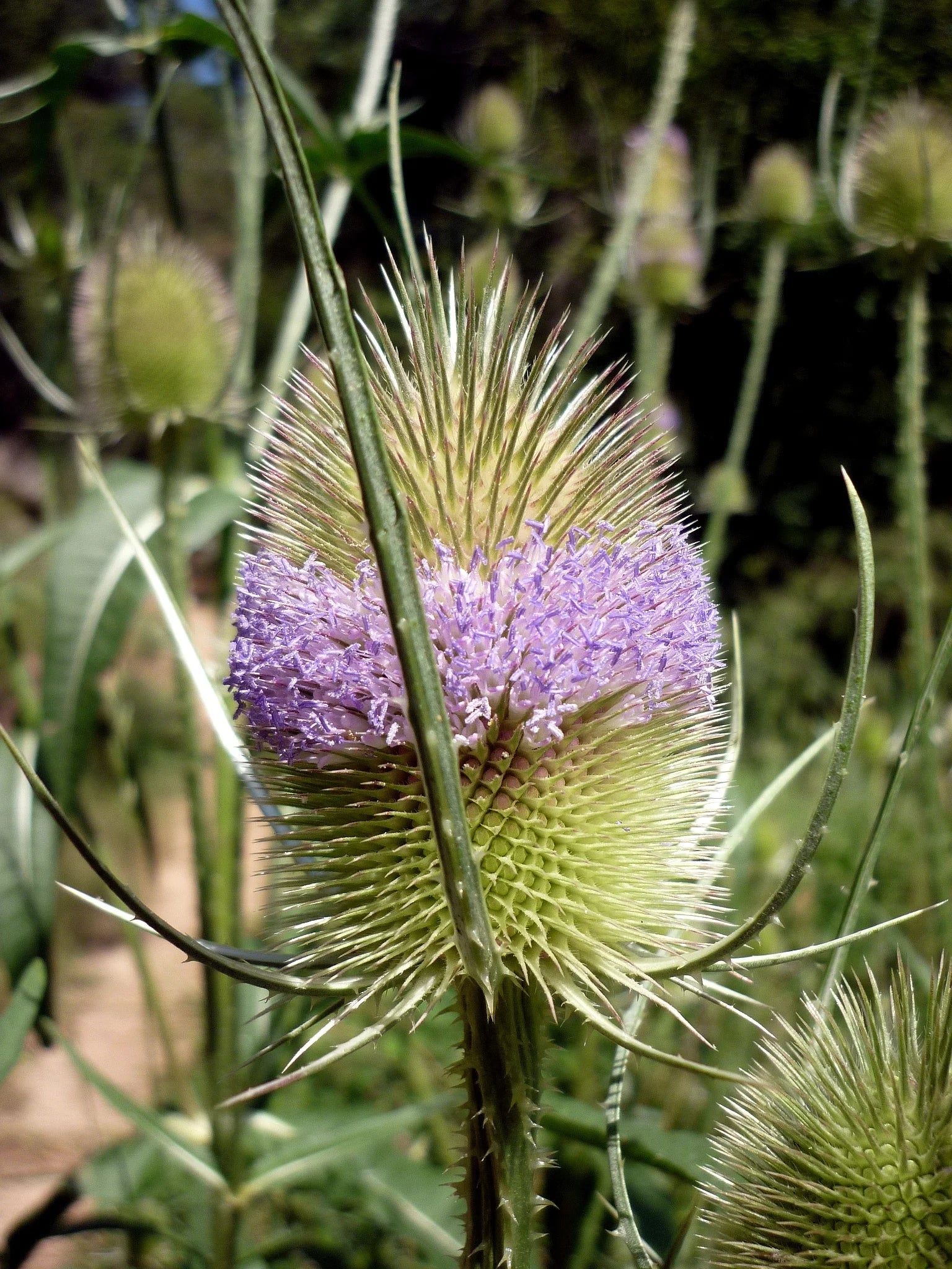 Dipsacus Flower seeds for Planting - Wildflower Mix, Heirloom & GMO Free Seeds for Home Garden