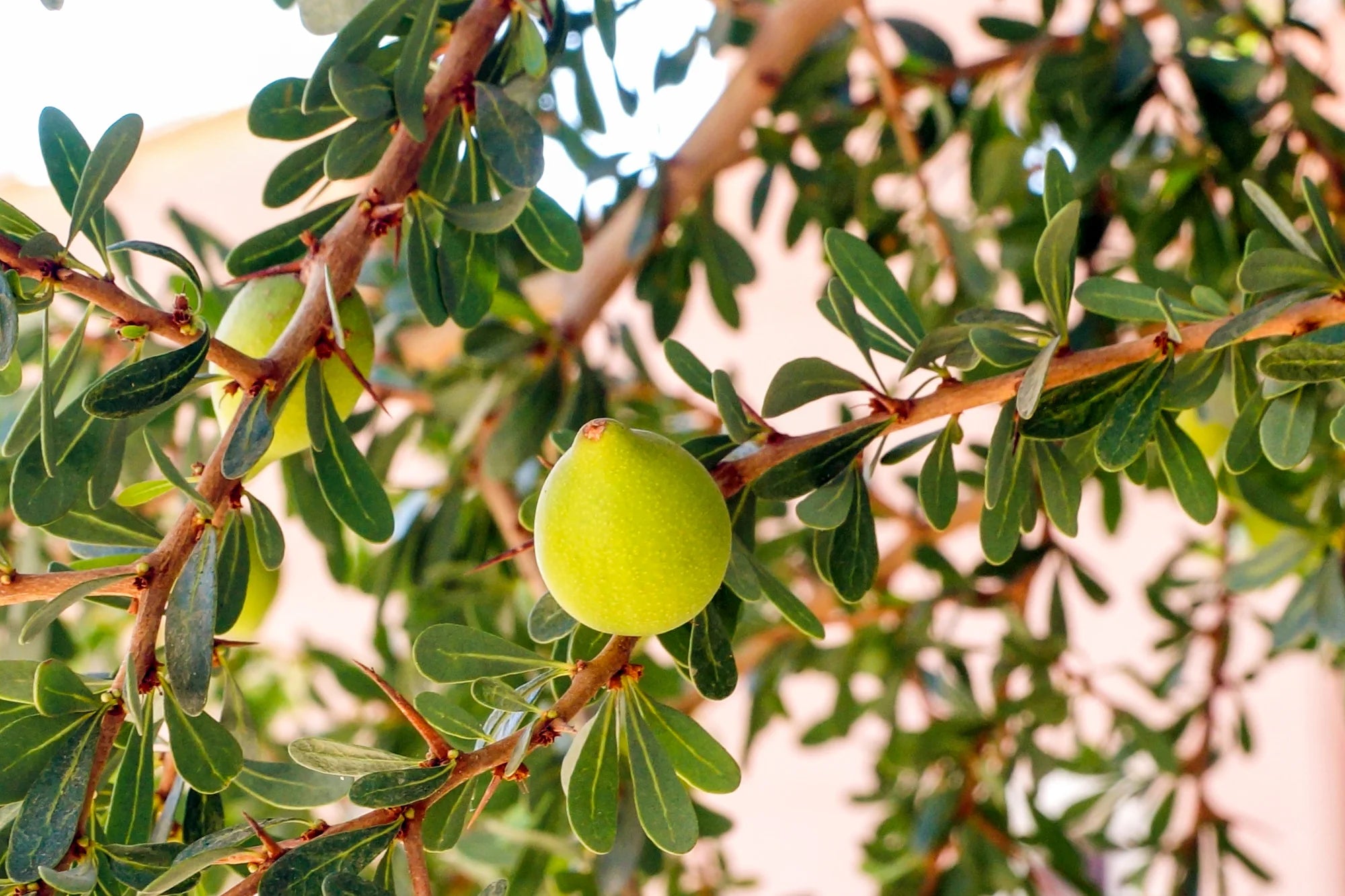 Argan Tree Seeds for Planting in Morocco