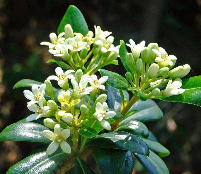 Pittosporum Tobira Flower seeds for Planting - Cut Flower Favorite, Heirloom & GMO Free Seeds for Home Garden