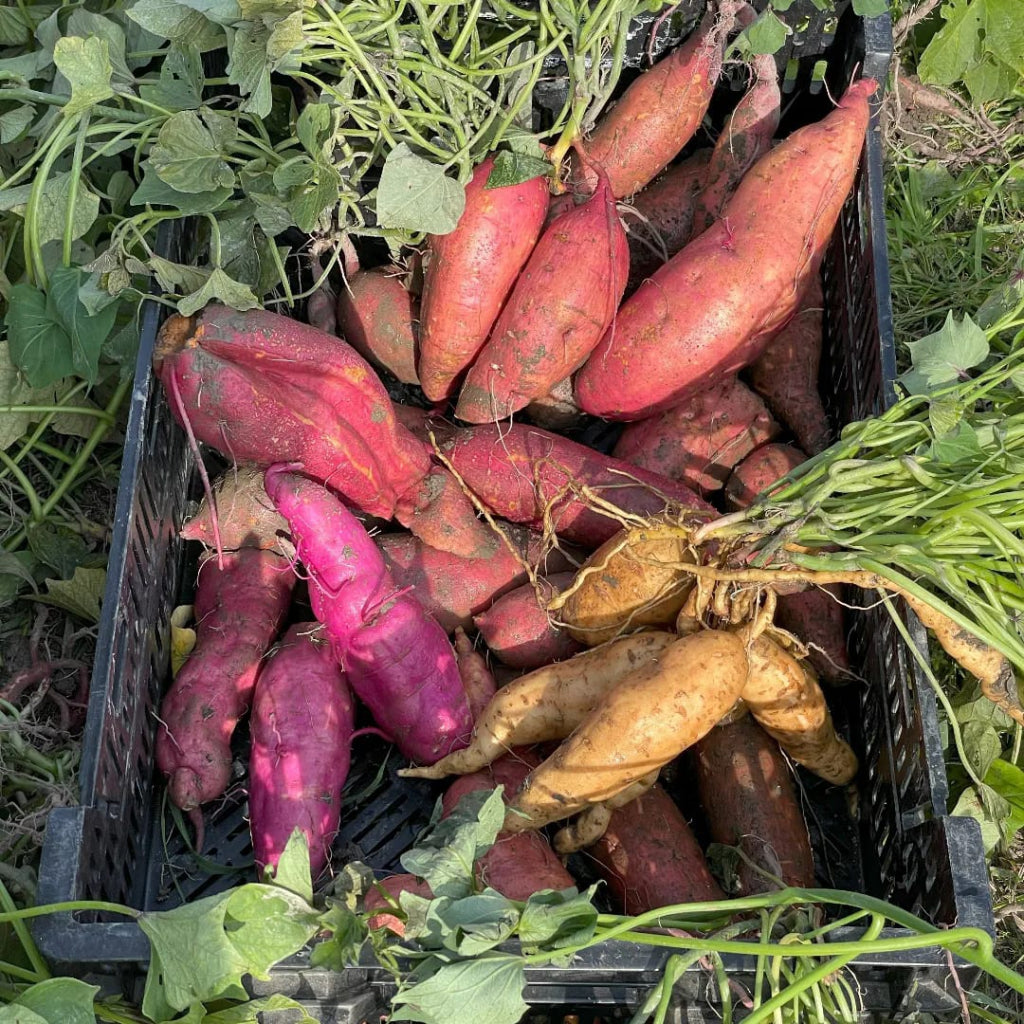 Sweet Potato Seeds for Planting - Orange & Yellow Varieties for Planting, Premium Seeds | Heirloom Non-GMO - Evergrowseeds