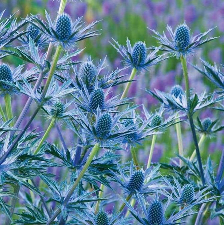 Blue Holly Eryngium Flower seeds for Planting - Long Bloom Season, Heirloom & GMO Free Seeds for Home Garden