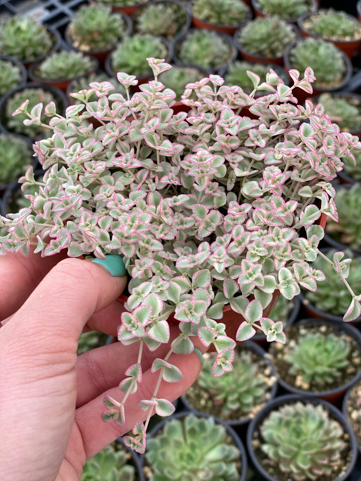 Little Missy Flower seeds for Planting Compact Growth Heirloom & GMO Free Seeds for Home Garden 
 
 Sale for planting in home garden
