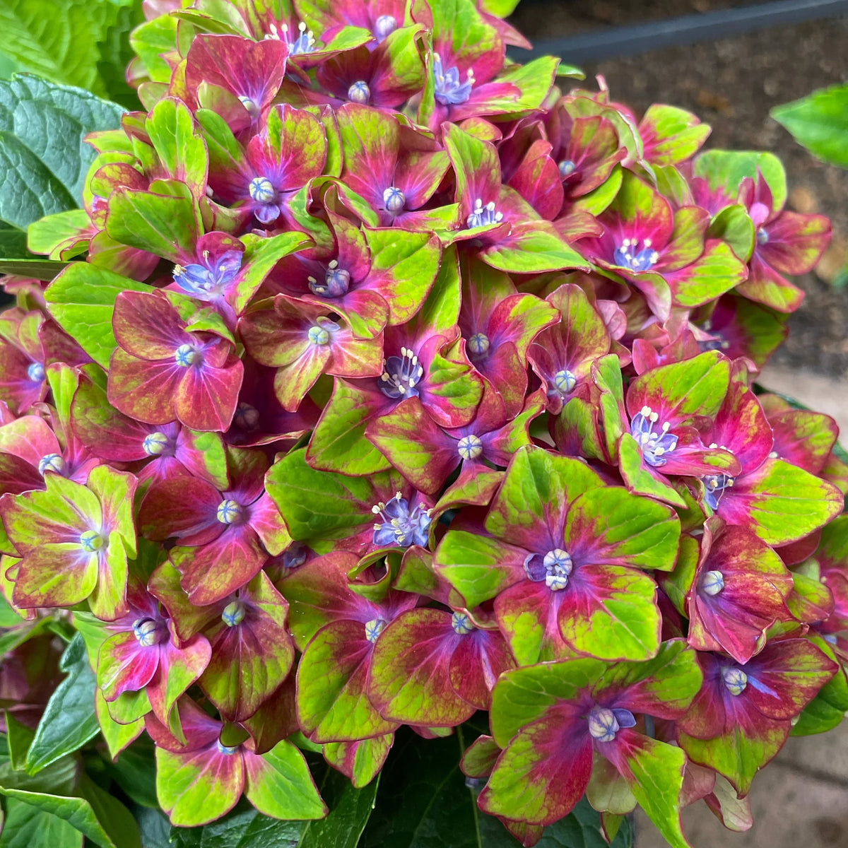 Rainbow Hydrangea Flower seeds for Planting - Compact Growth, Heirloom & GMO Free Seeds for Home Garden Sale - Evergrowseeds