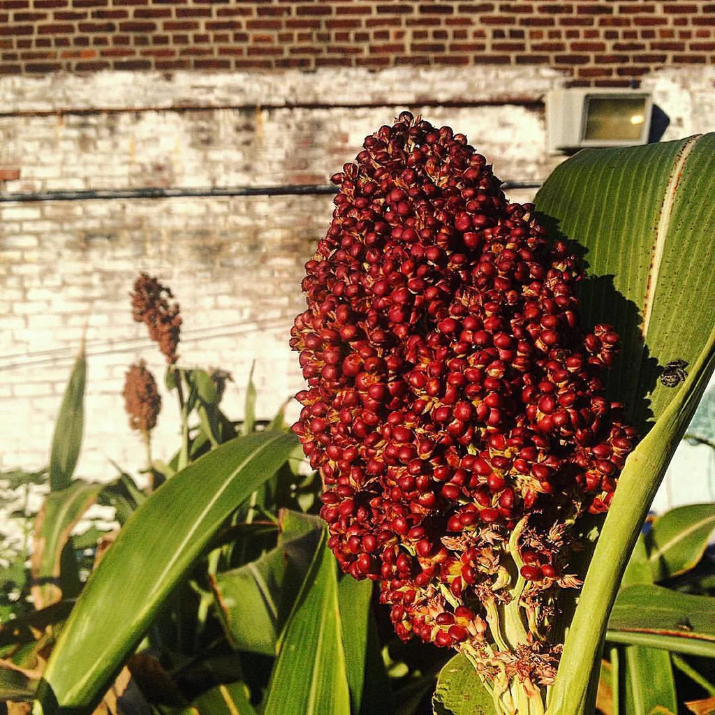 Red Sorghum Vegetable Seeds for Planting