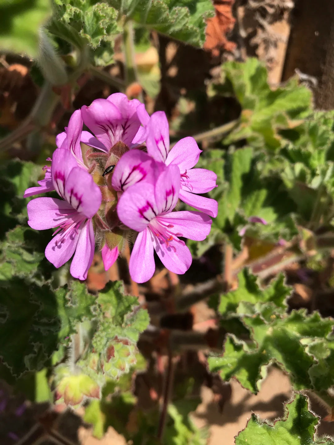Geranium Pelargonium Rose Flower Seeds for Planting Colorful Display Heirloom & GMO Free Seeds for Home Garden
 
 Sale
