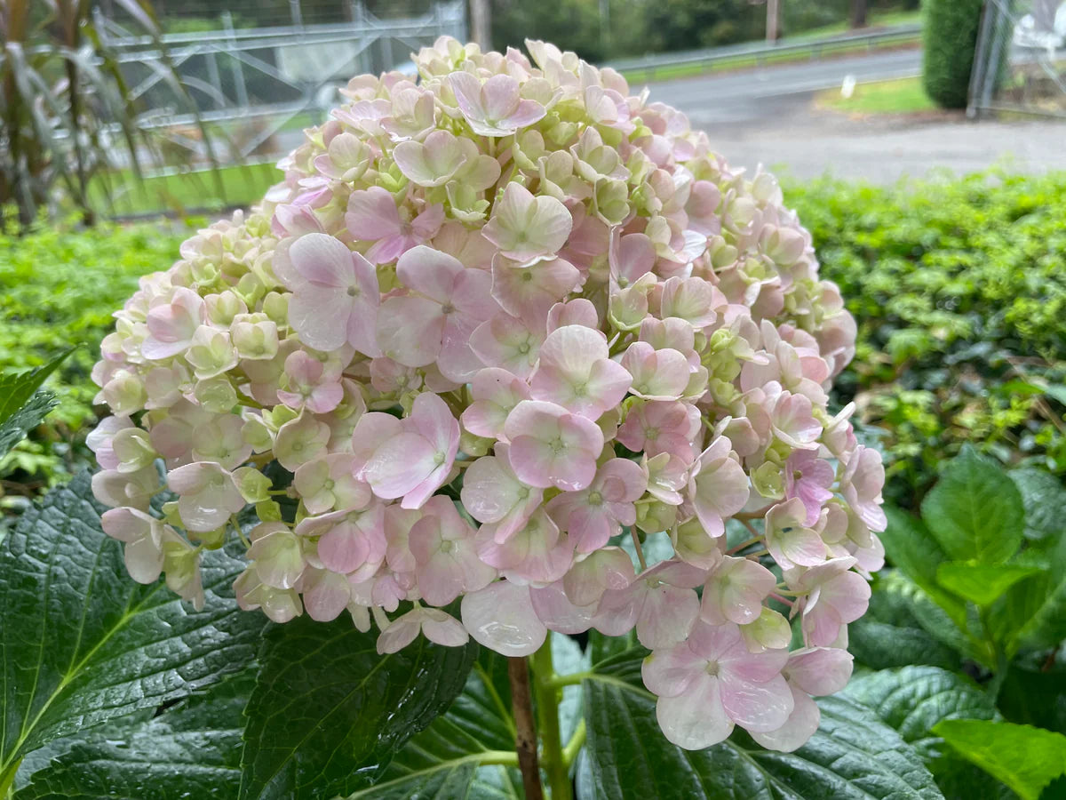 White Pink Hydrangea Seeds Flower seeds for Planting - Sun Loving, Heirloom & GMO Free Seeds for Home Garden