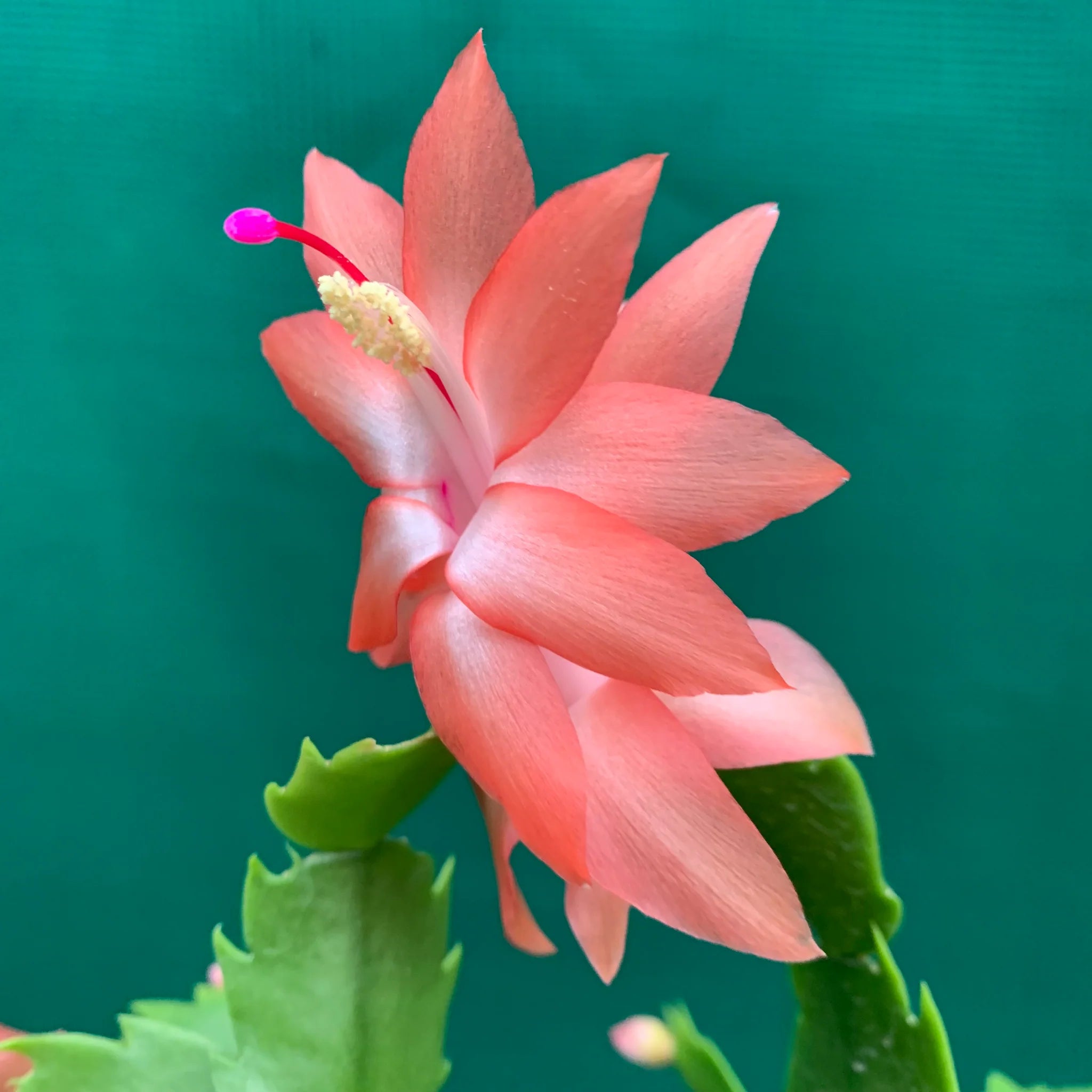 Peach Zygocactus Truncatus Flower seeds for Planting - Easy to Grow, Heirloom & GMO Free Seeds for Home Garden