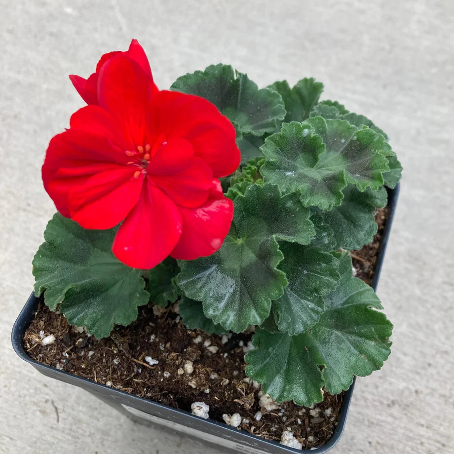 Light Red Green Geranium Flower Seeds for Planting Bright Blooms Heirloom & GMO Free Seeds for Home Garden
 
 Sale