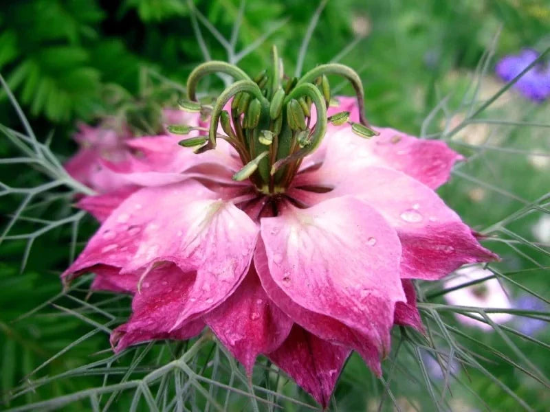 Nigella Persian Flower seeds for Planting - Wildflower Mix, Heirloom & GMO Free Seeds for Home Garden