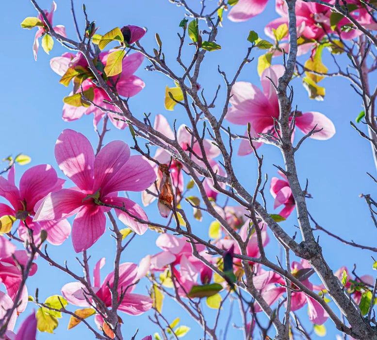 Purple Yula Magnolia Flower Seeds for Rare Blooming Trees