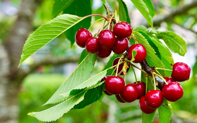 Light Green and Red Cherry Fruit Seeds for Planting