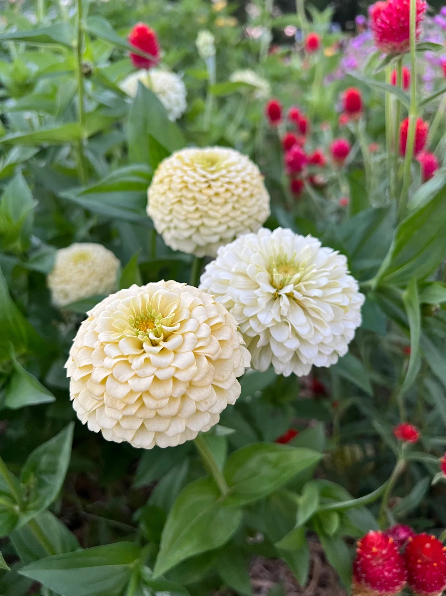 Heirloom Magellan Ivory Zinnia Flower seeds for Planting Long Bloom Season Heirloom & GMO Free Seeds for Home Garden