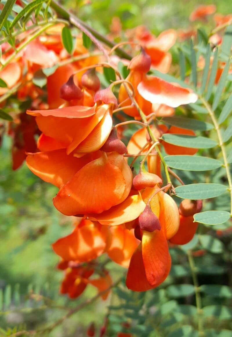 Sesbania Punicea Red Wisteria Seeds - Orange Flowers