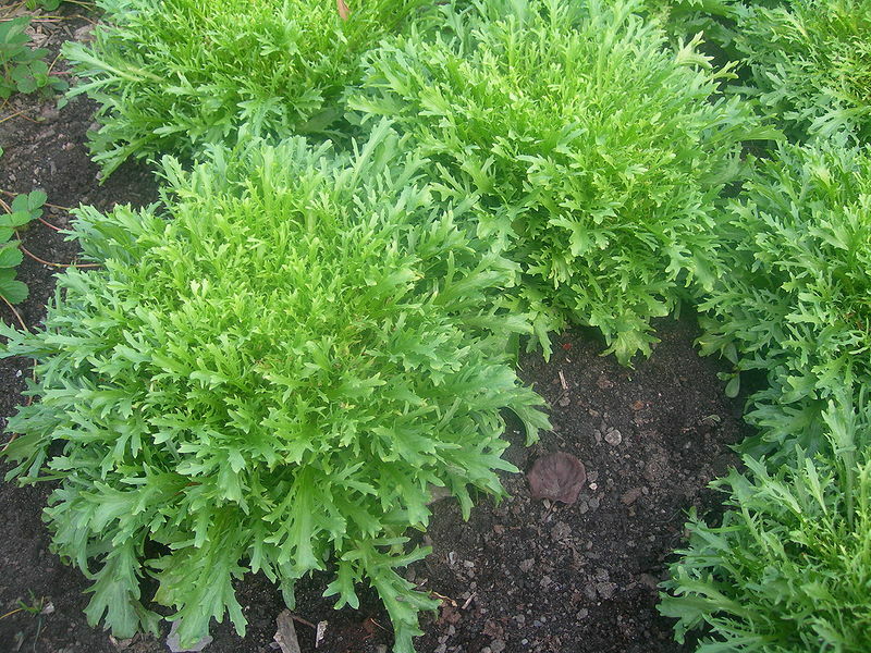FrisÃ©e Endive Seeds: Planting Guide for Successful Growth