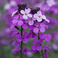 Violet Linifolium Flower Seeds  Perfect for Planting & Growing