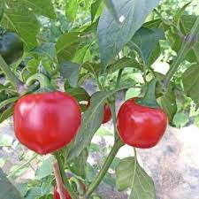 Rocoto Manzano Vegetable Seeds for Easy Planting