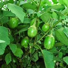 Thai Eggplant Seeds for Planting - Cultivate Flavorful and Versatile Vegetables in Your Garden
