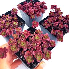 Sedum Succulent Burgundy Planting - Seeds for Hardy and Colorful Growth, Ideal for Unique