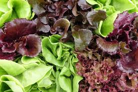 Mixed Mesclun Vegetable Seeds for Your Garden