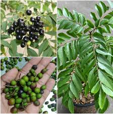 Curry Leaves Vegetable Seeds - Grow Fresh Flavors at Home